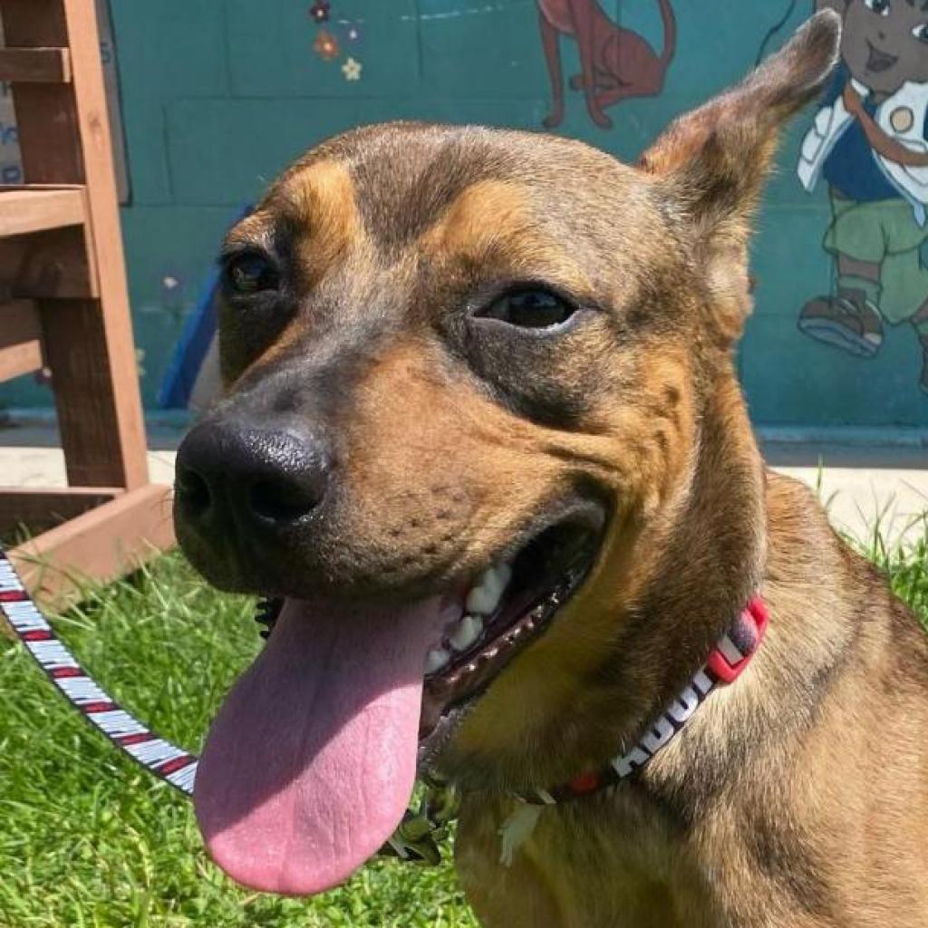Meatball, an adoptable Labrador Retriever, Pit Bull Terrier in Laredo, TX, 78041 | Photo Image 3