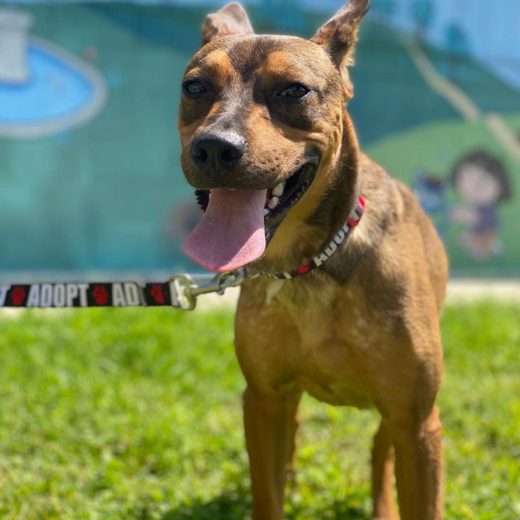 Meatball, an adoptable Labrador Retriever, Pit Bull Terrier in Laredo, TX, 78041 | Photo Image 4