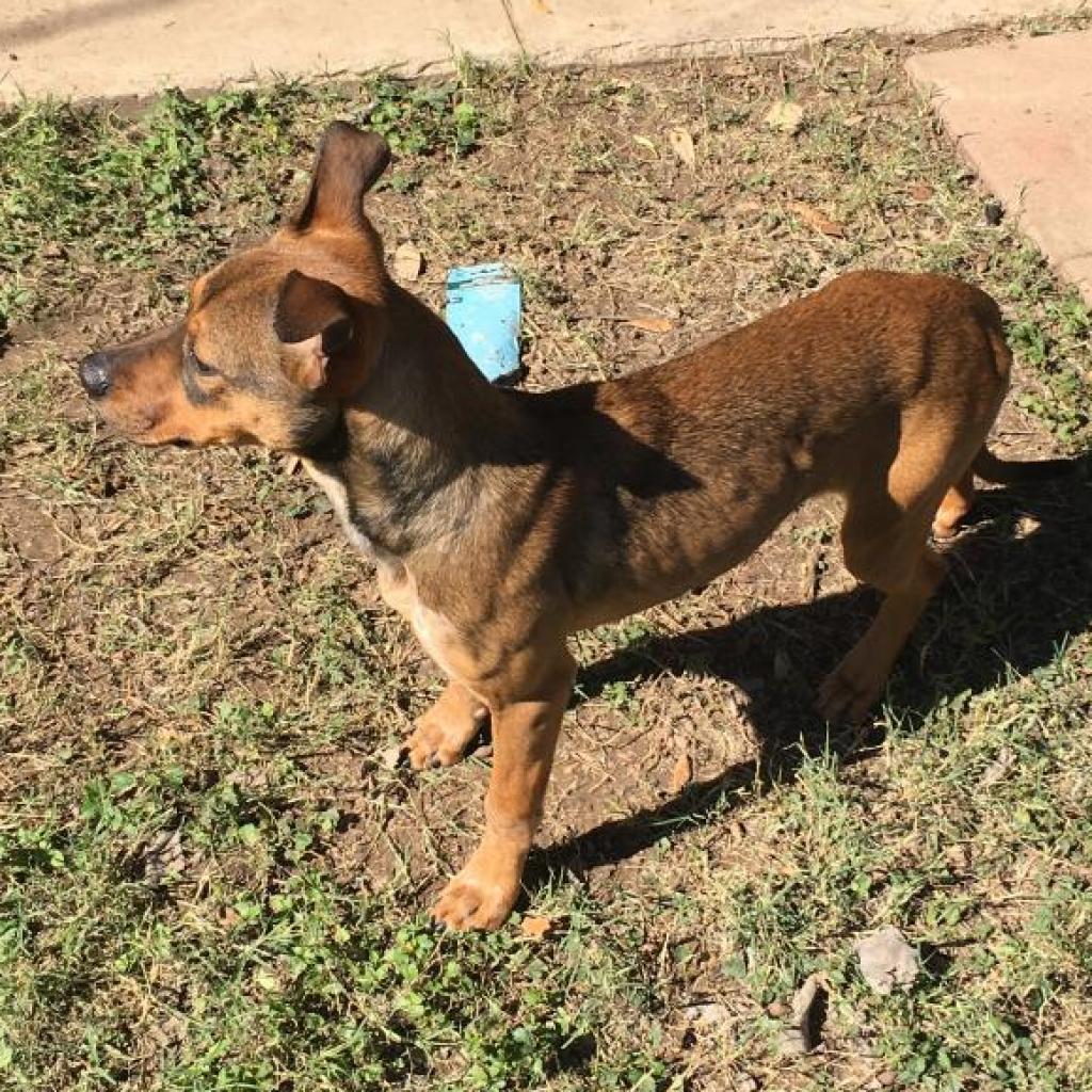 Meatball, an adoptable Labrador Retriever, Pit Bull Terrier in Laredo, TX, 78041 | Photo Image 5