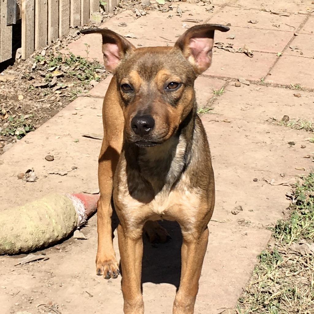Meatball, an adoptable Labrador Retriever, Pit Bull Terrier in Laredo, TX, 78041 | Photo Image 6