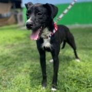 Shadow, an adoptable Boxer, Labrador Retriever in Laredo, TX, 78041 | Photo Image 2