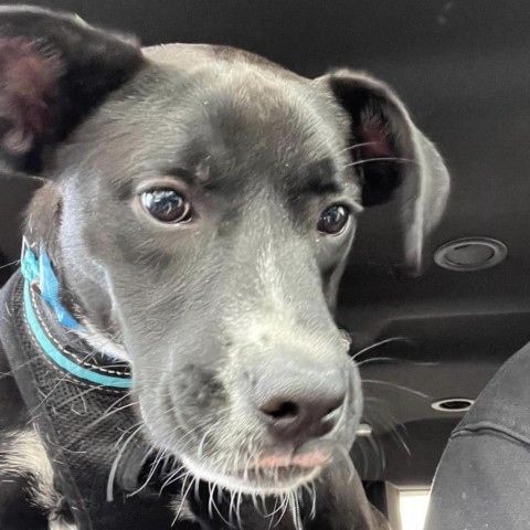 Shadow, an adoptable Boxer, Labrador Retriever in Laredo, TX, 78041 | Photo Image 4