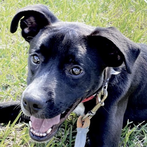 Shadow, an adoptable Boxer, Labrador Retriever in Laredo, TX, 78041 | Photo Image 5