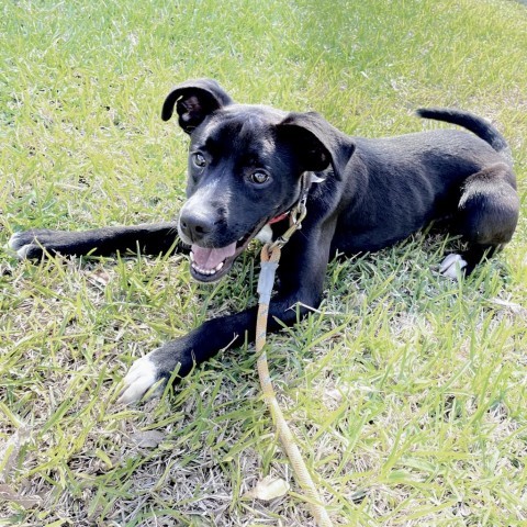 Shadow, an adoptable Boxer, Labrador Retriever in Laredo, TX, 78041 | Photo Image 6