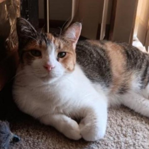 Taffy Apple, an adoptable Domestic Short Hair in Middleton, WI, 53562 | Photo Image 1