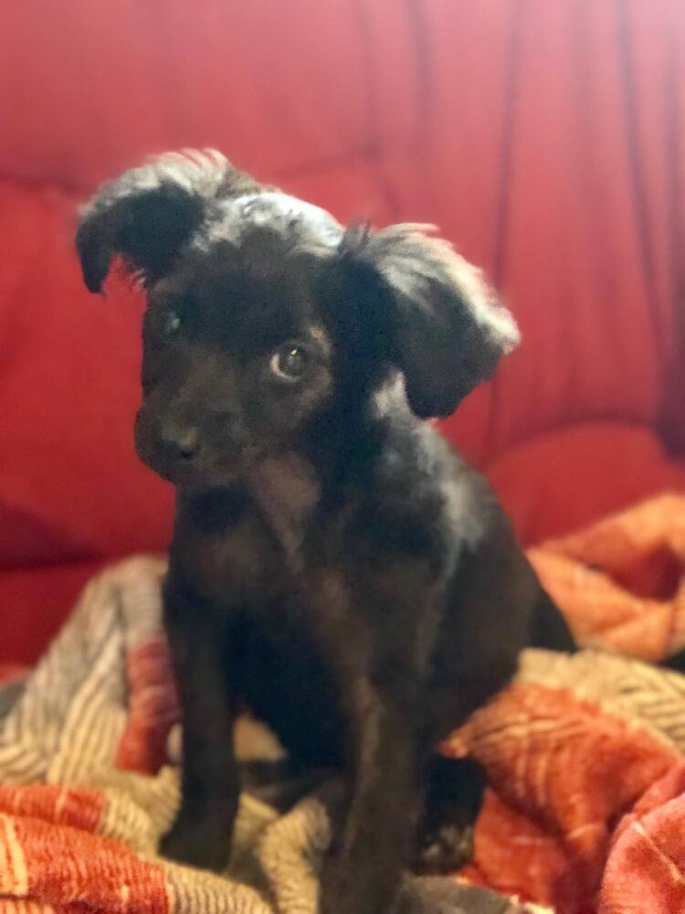 Jilly, an adoptable Poodle, Australian Shepherd in Claremont, CA, 91711 | Photo Image 3