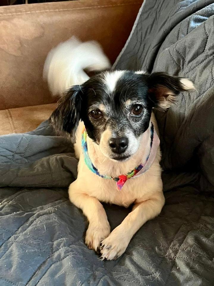 Spaniel and hot sale terrier mix