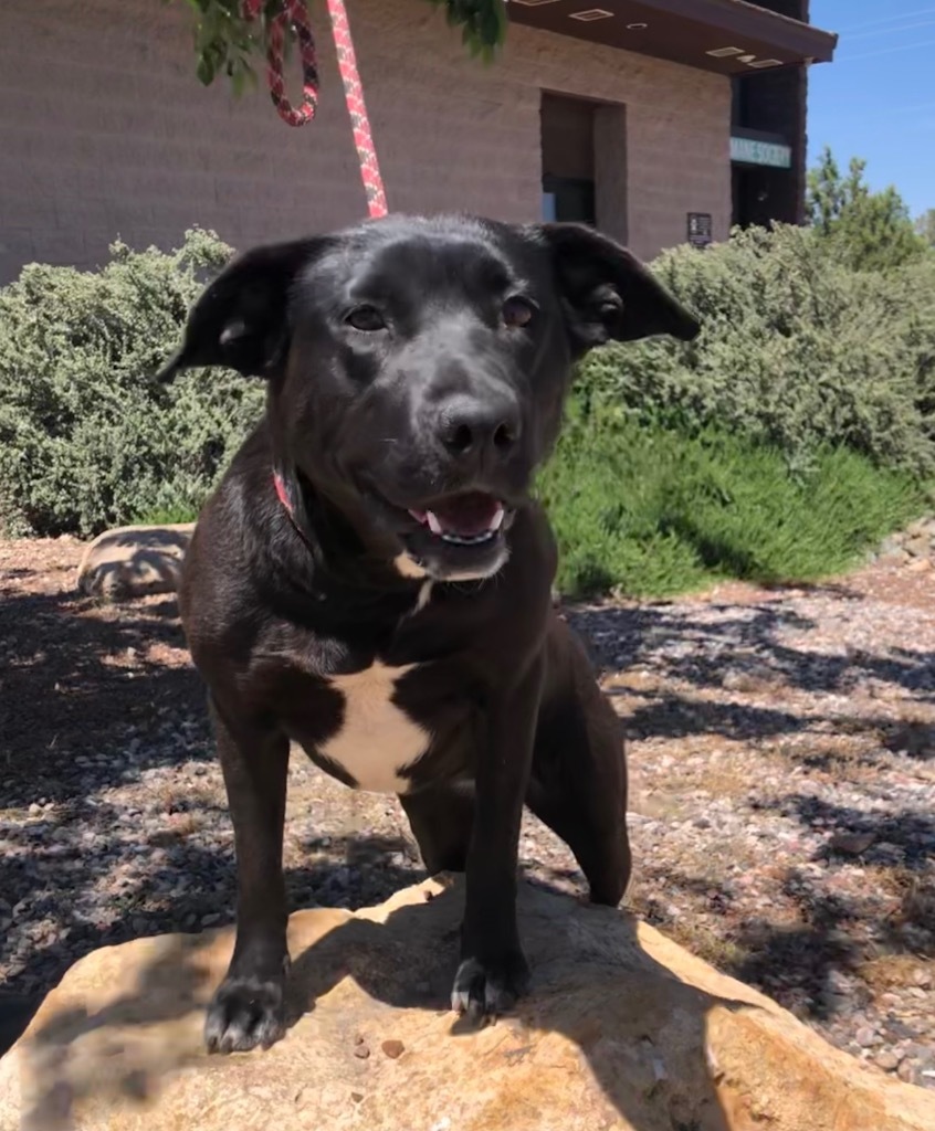 Shawnee, an adoptable Labrador Retriever in Cottonwood, AZ, 86326 | Photo Image 2