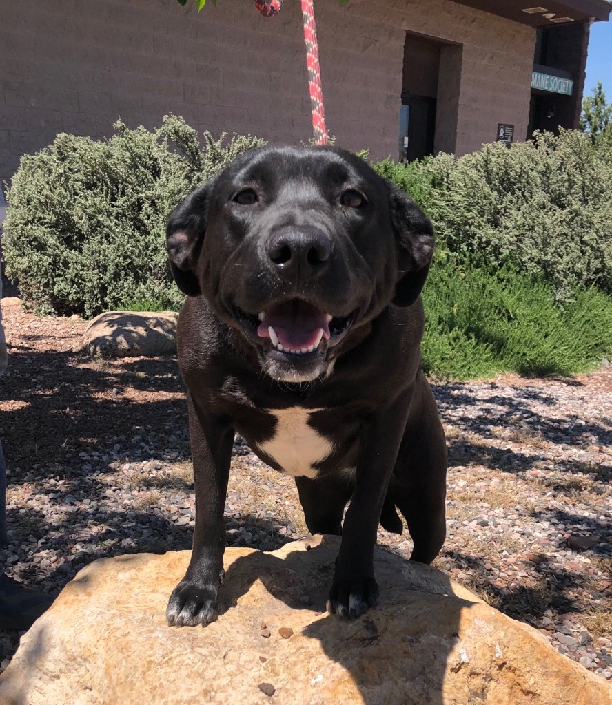 Shawnee, an adoptable Labrador Retriever in Cottonwood, AZ, 86326 | Photo Image 3