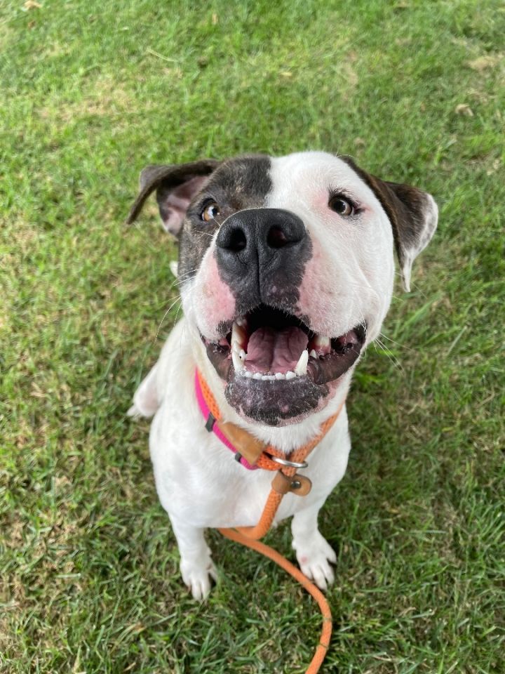 Dog for adoption - Payton , a Pit Bull Terrier in Simi Valley, CA ...