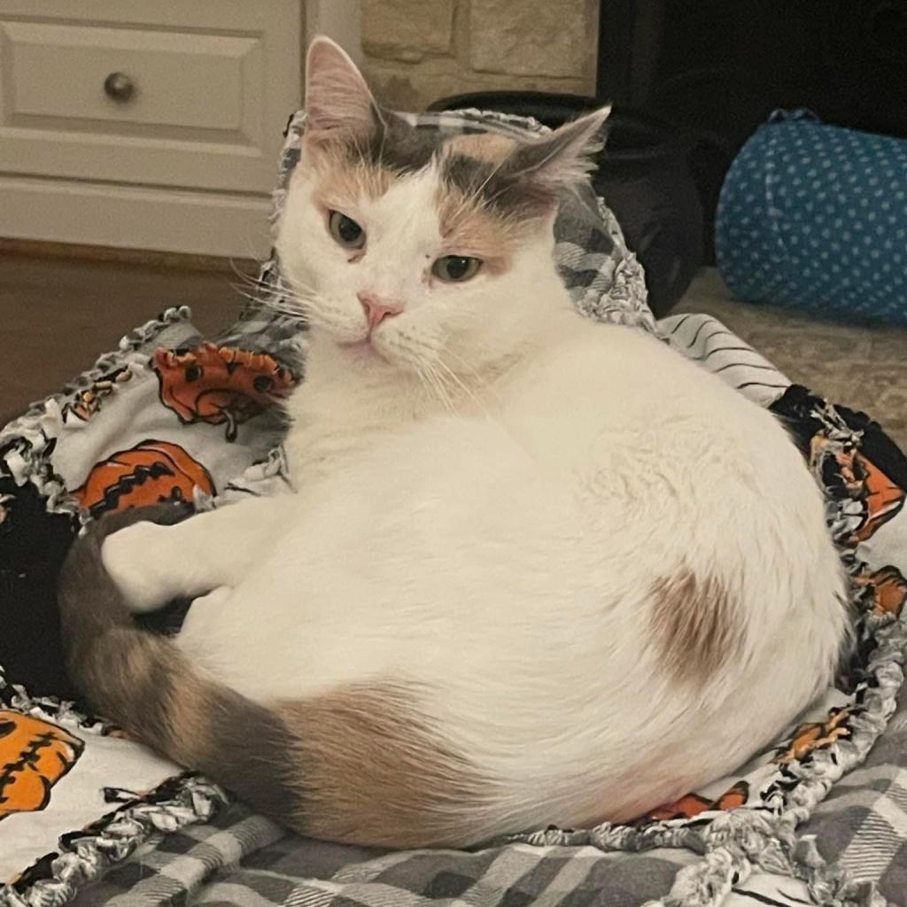 Snowflake AKA Shannon, an adoptable Domestic Short Hair in Allen, TX, 75013 | Photo Image 1