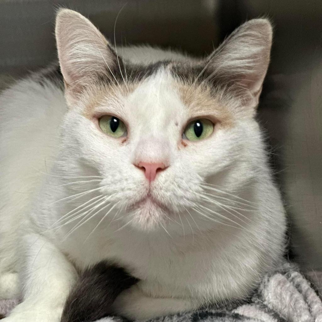 Snowflake AKA Shannon, an adoptable Domestic Short Hair in Allen, TX, 75013 | Photo Image 2