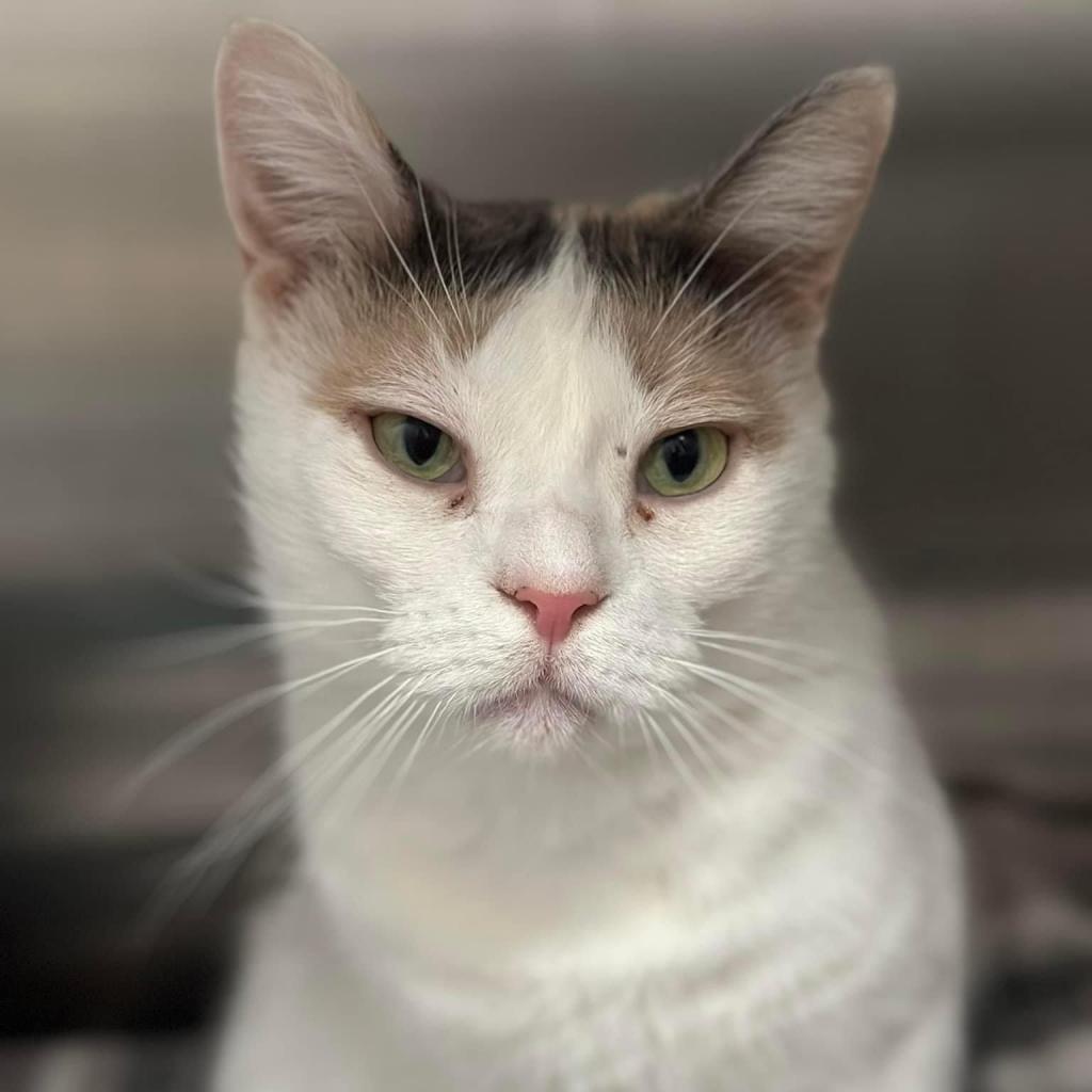 Snowflake AKA Shannon, an adoptable Domestic Short Hair in Allen, TX, 75013 | Photo Image 3