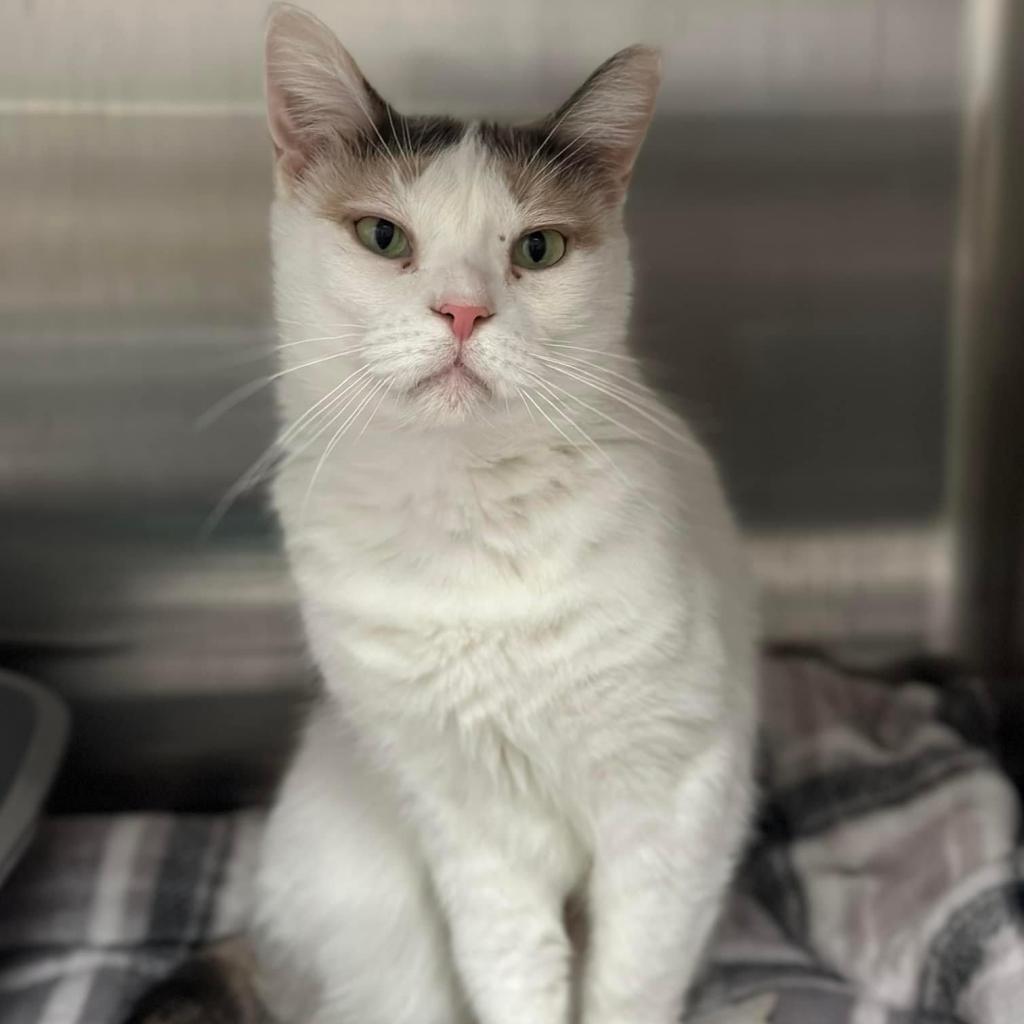Snowflake AKA Shannon, an adoptable Domestic Short Hair in Allen, TX, 75013 | Photo Image 4
