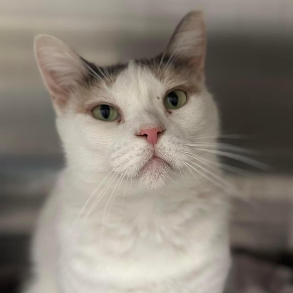 Snowflake AKA Shannon, an adoptable Domestic Short Hair in Allen, TX, 75013 | Photo Image 5