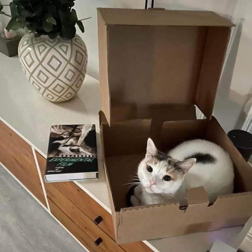 Snowflake AKA Shannon, an adoptable Domestic Short Hair in Allen, TX, 75013 | Photo Image 6