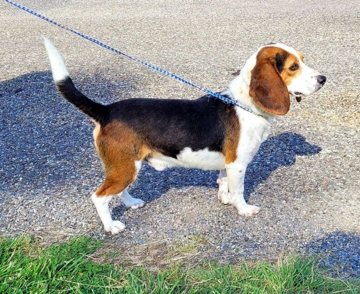 Leroy, an adopted Beagle in Cambridge, MD_image-2