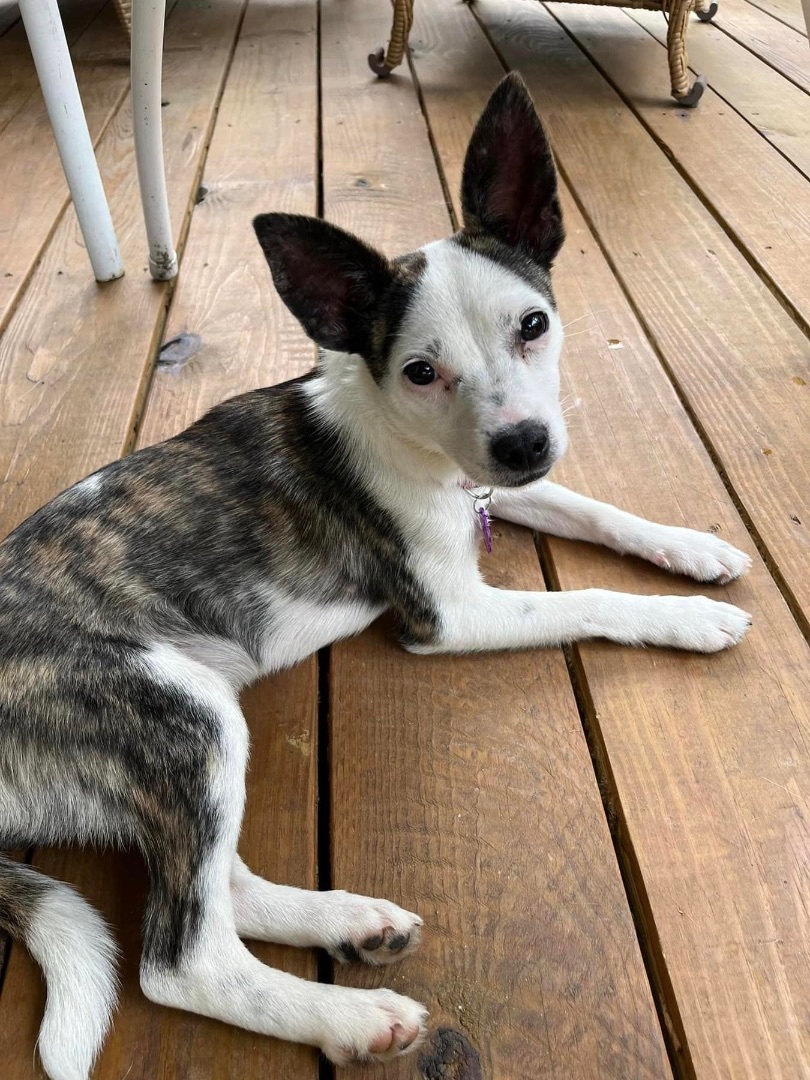 Dog for adoption - Sissy- 10 lbs! , a Chihuahua & Rat Terrier Mix in Alabaster, AL | Petfinder