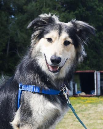 Thor, an adoptable Husky Mix in Bellingham, WA_image-1