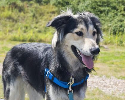 Thor, an adoptable Husky Mix in Bellingham, WA_image-2