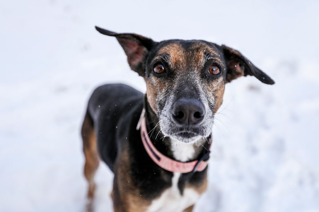 Ariel, an adoptable Mixed Breed in Didsbury, AB, T0M 0W0 | Photo Image 2