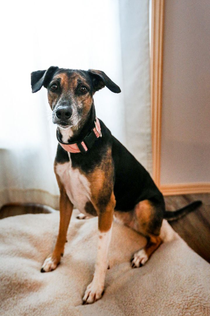 Ariel, an adoptable Mixed Breed in Didsbury, AB, T0M 0W0 | Photo Image 3