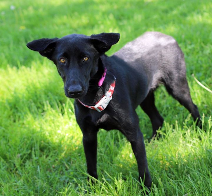 Chica, an adopted Labrador Retriever & Shepherd Mix in Midland, MI_image-1