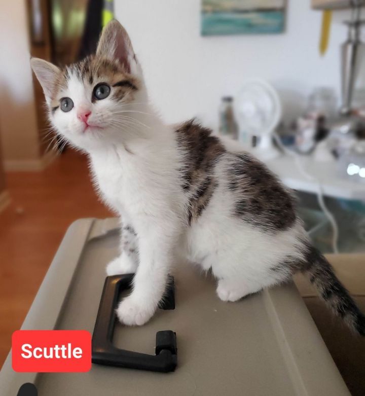 Scuttle, an adopted Domestic Medium Hair in Fort Thomas, KY_image-1