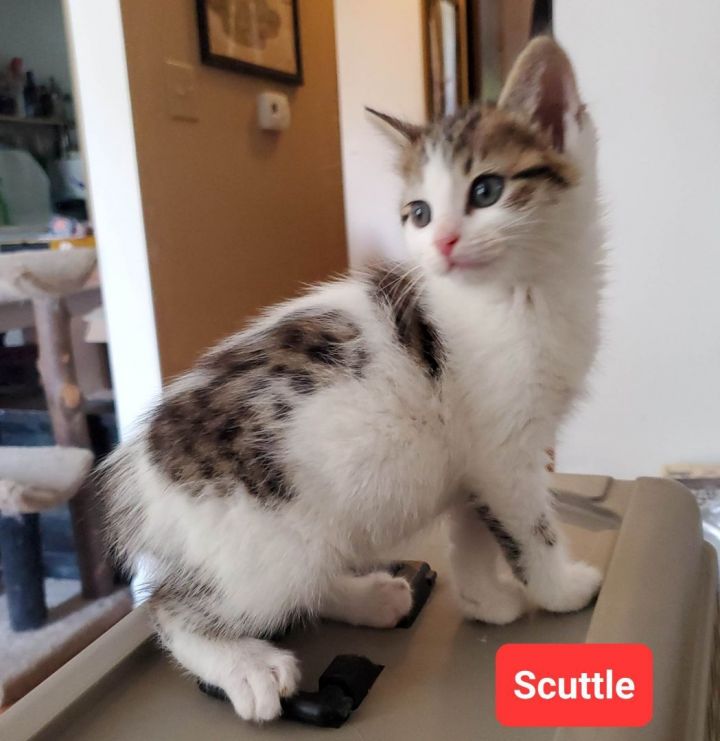 Scuttle, an adopted Domestic Medium Hair in Fort Thomas, KY_image-2