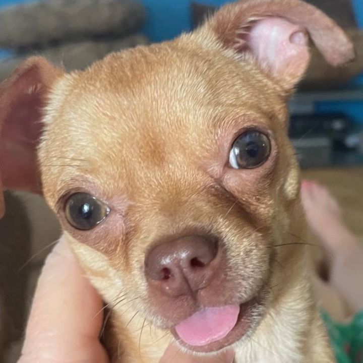 Ginger 1