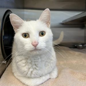 Hampton: Visit me at Martin's PawMart!