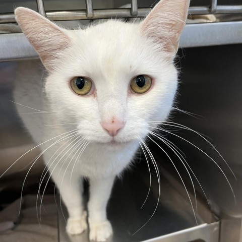 Hampton: Visit me at Martin's PawMart! 3