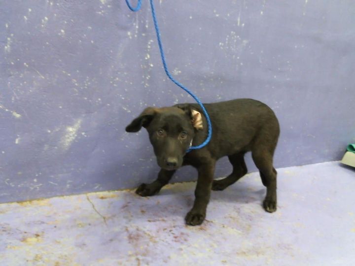 HANNAH, an adoptable German Shepherd Dog Mix in Houston, TX_image-1