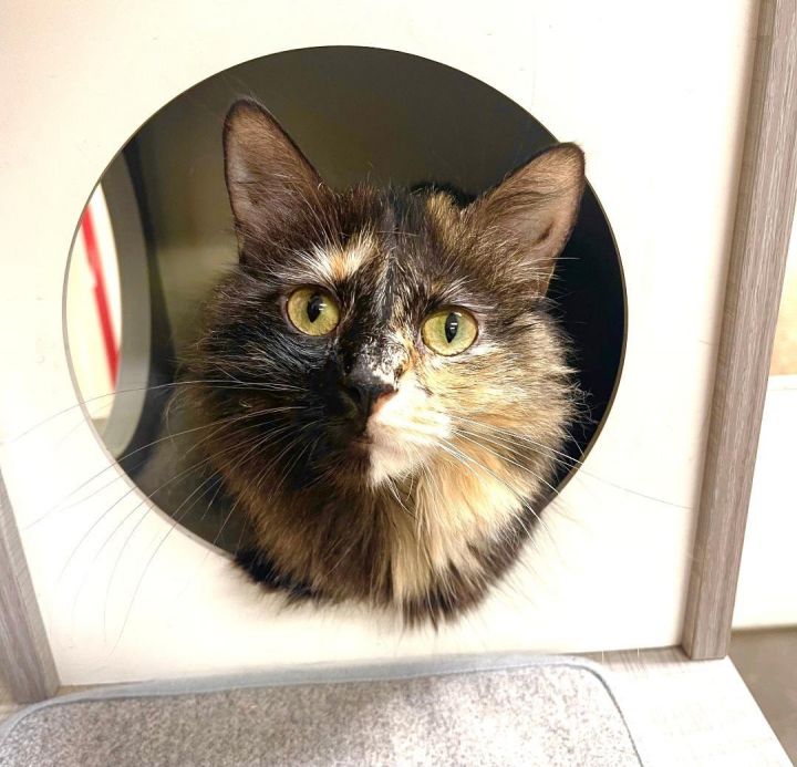 Jane (SPONSORED!), an adoptable Domestic Long Hair in Park Falls, WI_image-1