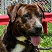 Lola, an adoptable Mountain Cur Mix in Belchertown, MA_image-1