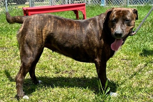 Lola, an adoptable Mountain Cur Mix in Belchertown, MA_image-2