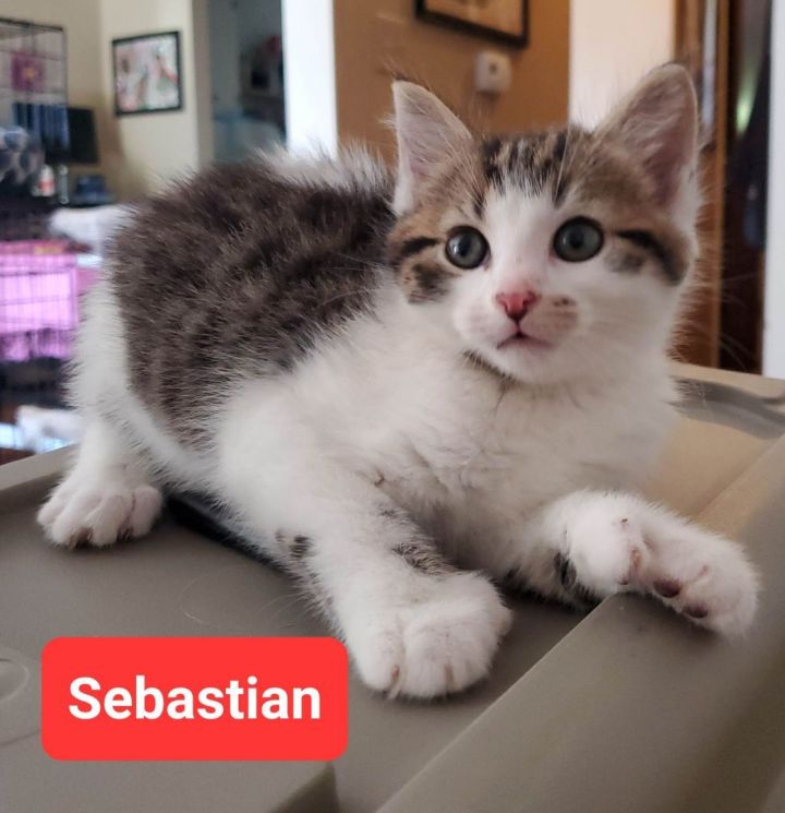 Sebastian 3