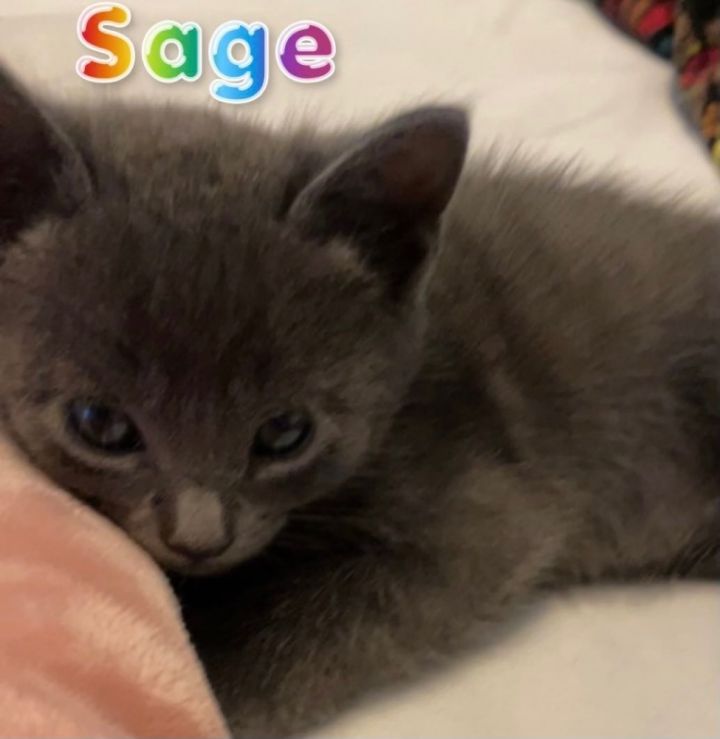 Sage, an adoptable Russian Blue Mix in EAST PALATKA, FL_image-2
