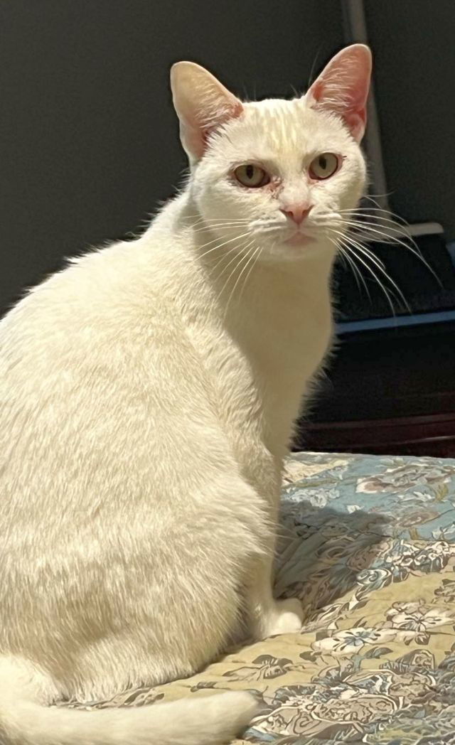 PEARL 1