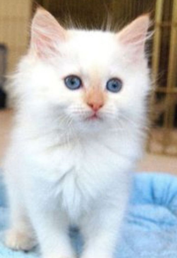 Mickey, an adoptable Ragdoll in Acton, CA_image-1