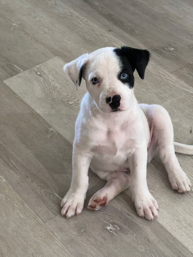 Chico