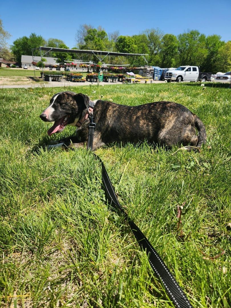 Darnell, an adoptable Bull Terrier in Lexington, MO, 64067 | Photo Image 2