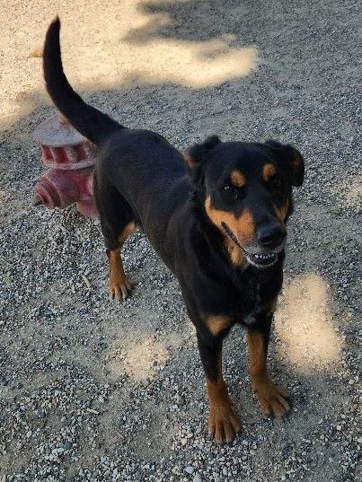 Biscuit, an adoptable Rottweiler Mix in Clear Lake, IA_image-1