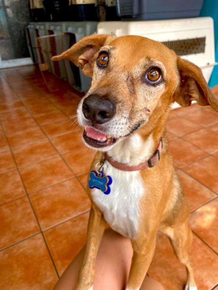 JAX, an adoptable Chihuahua Mix in Loiza, PR_image-1