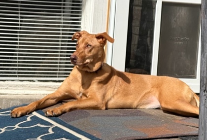 Coco, an adoptable Vizsla, Mixed Breed in Fort Worth, TX, 76102 | Photo Image 3