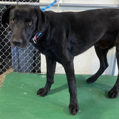 Ace, an adoptable Mixed Breed in Las Cruces, NM, 88012 | Photo Image 1