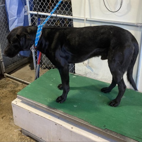 Ace, an adoptable Mixed Breed in Las Cruces, NM, 88012 | Photo Image 2