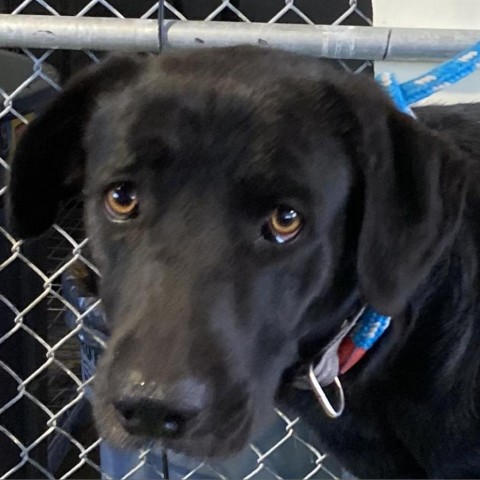 Ace, an adoptable Mixed Breed in Las Cruces, NM, 88012 | Photo Image 3