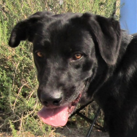 Ace, an adoptable Mixed Breed in Las Cruces, NM, 88012 | Photo Image 4