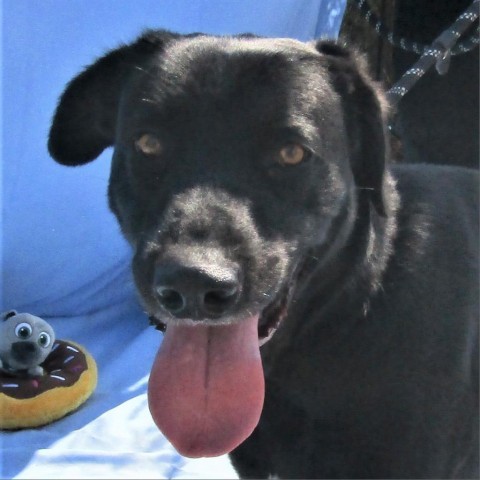 Ace, an adoptable Mixed Breed in Las Cruces, NM, 88012 | Photo Image 5